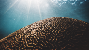 10 choses à savoir sur…  les coraux