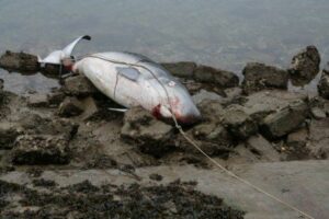 Un cachalot échoué dans le canal d’Hossegor