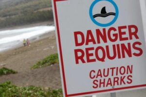 Attaques de requin sur surfeurs : la situation depuis 2011