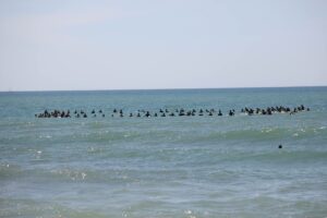 Sables d’Olonne : l’hommage des surfeurs à Tom