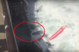 Nouvelle-Zélande : un surfeur en difficulté sauvé in-extremis