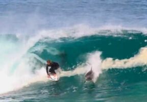 Australie : il se fait taxer par un dauphin