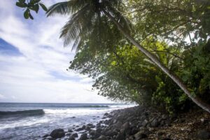 Martinique Surf Pro : encore 7 français en quête de victoire