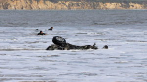 Californie : une voiture au line-up