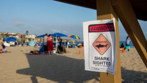 Alerte aux requins au sud de la Californie