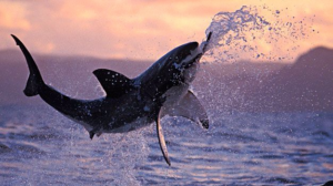 Kelly Slater tombe sur un requin blanc à Trestles