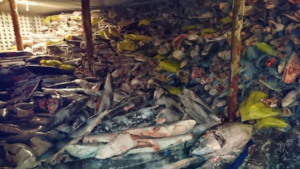 300 tonnes de requins découvertes à bord d’un chalutier