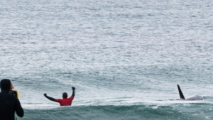 Le surfeur qui a claimé devant une orque