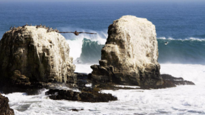 Punta de Lobos est sauvé