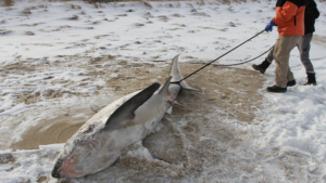 Vague de froid : des requins meurent gelés
