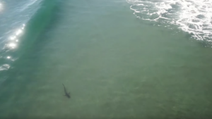 Drone : quand surfeurs et requins se côtoient