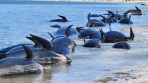 Australie : 135 dauphins s’échouent sur une plage