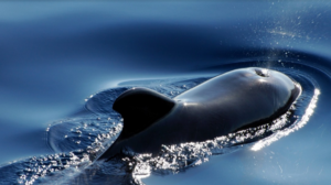 Une baleine meurt avec 8kg de plastique dans le ventre