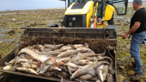 Bretagne : 400 requins retrouvés échoués dans un filet