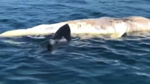 Festin de baleine pour ce requin blanc de 5 mètres