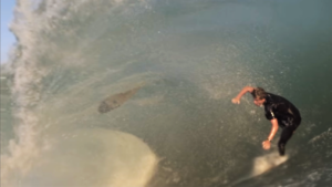 The Wedge&nbsp;: la boucherie vue de l&rsquo;intérieur