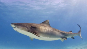 Australie : 4 requins tués après 2 attaques