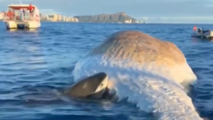 Hawaii : des requins-tigres se régalent d’un cachalot
