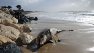 Littoral atlantique : échouage record de dauphins en 2019