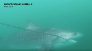 Australie : un programme d’abattage de requins fait scandale