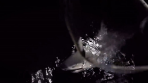 Réunion : un requin bouledogue pêché suite au drame