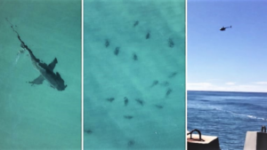 60 requins arrivent, les surfeurs restent à l’eau !