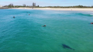 Australie : un drone capture une scène angoissante entre un requin et des surfeurs