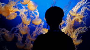 10 choses à savoir sur les méduses