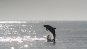 Dans la Manche, les grands dauphins contaminés au mercure
