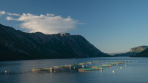 Artifishal : les désastres des fermes piscicoles