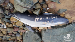 La tension s’intensifie entre Sea Shepherd et les pêcheurs du golfe de Gascogne