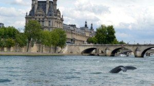 Paris : une baleine aperçue le long des quais de Seine