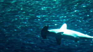 Requin : belle frayeur pour Michel Bourez à Tahiti !