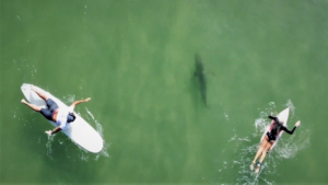Une jeune surfeuse mordue par un requin en Floride