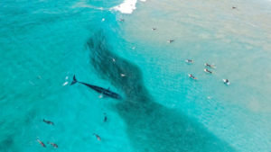 En Australie, des baleines s’invitent au line-up