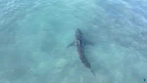 Un grand requin blanc s&rsquo;approche des surfeurs&nbsp;: une plage californienne évacuée