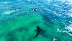 Un grand requin blanc passe voir les pros à Jeffrey’s Bay