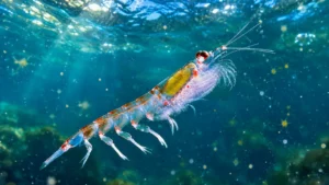 Krill antarctique&nbsp;: la nourriture des baleines au cœur d’un boycott mondial